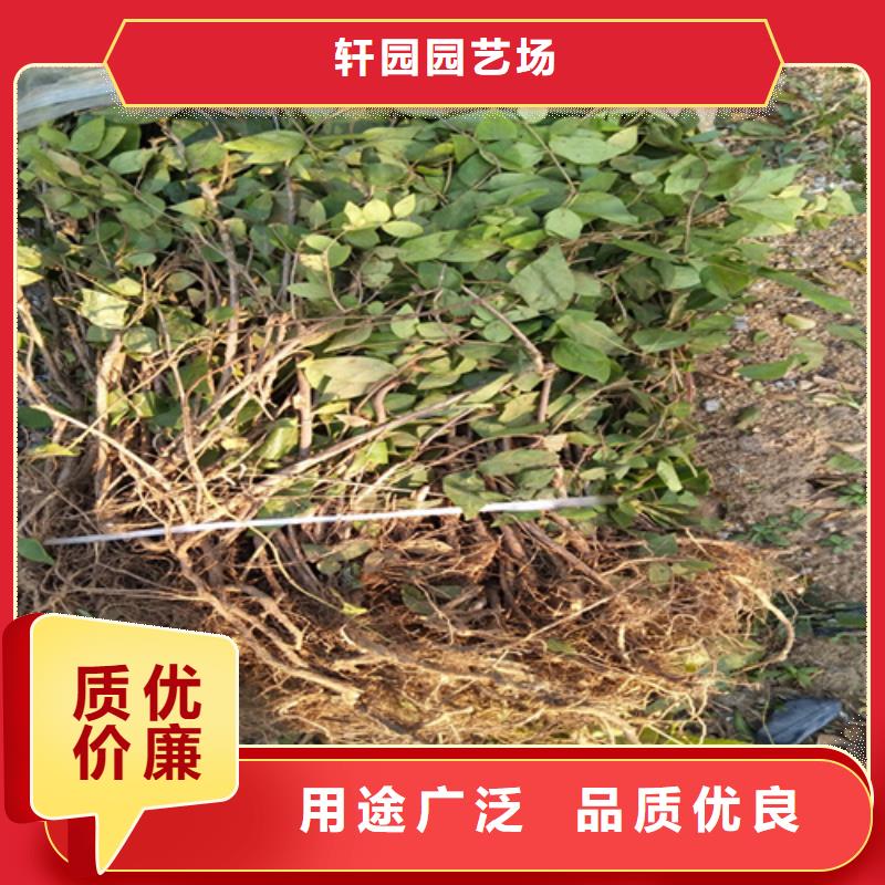 杈杷果树苗种植技术