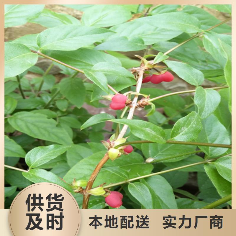 杈杷果苗质优价廉