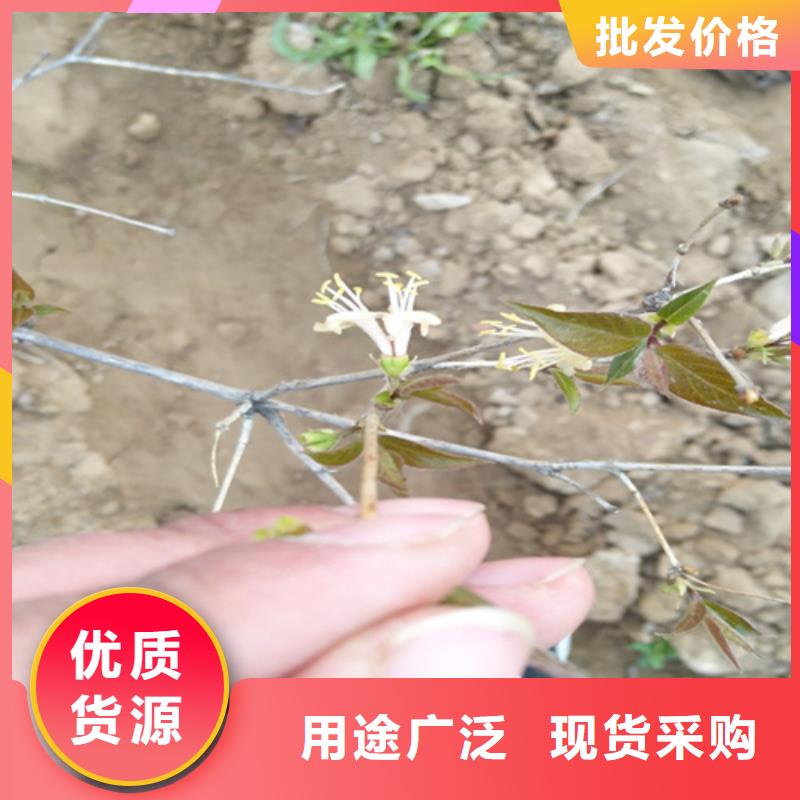 杈杷果【蓝莓苗】源头采购