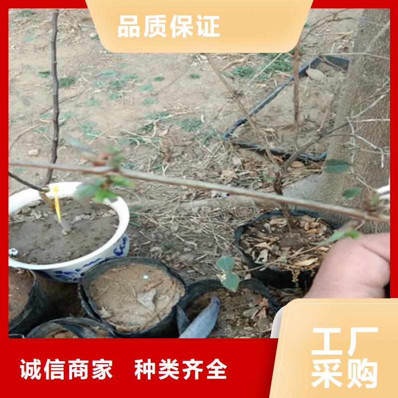 爱情果苗一亩地栽多少棵