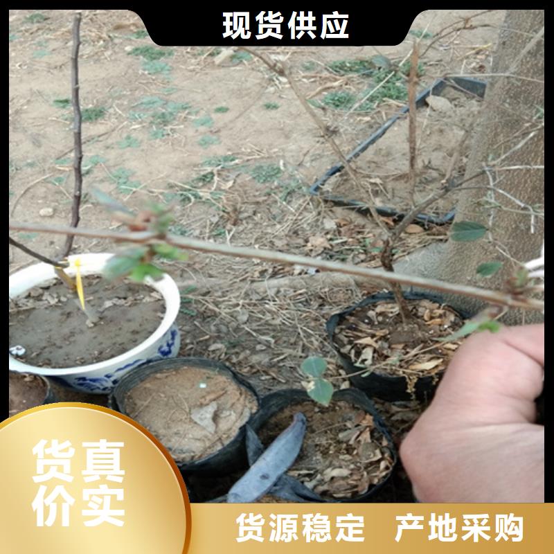 杈杷果【蓝莓苗】源头采购