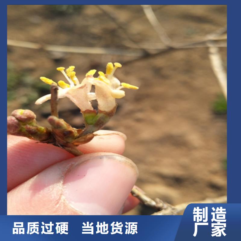 健身果苗适合种植地区