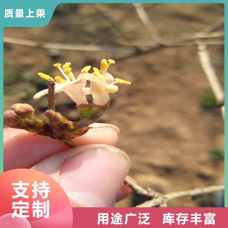 【轩园】苹果苗|凤庆|镇康|普洱|曲靖|迪庆|昆明|西双版纳【杈杷果】_玛瑙红石榴苗厂家货源实体厂家