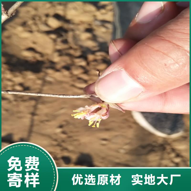 杈杷果猕猴桃苗一致好评产品
