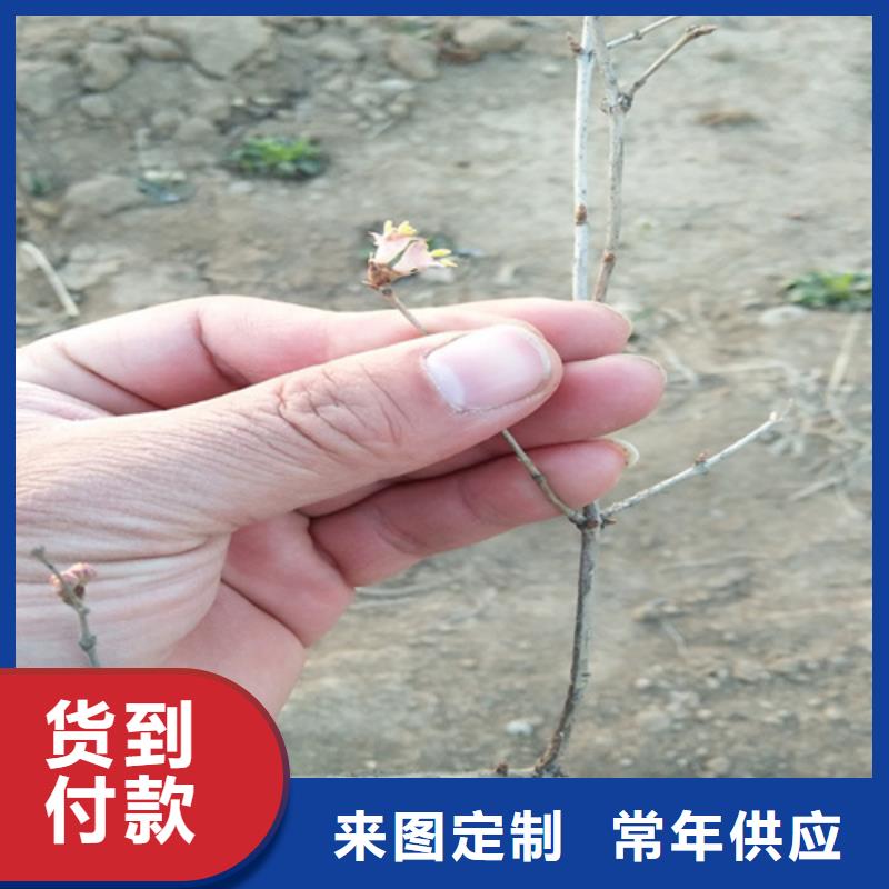 杈杷果苗经济效益
