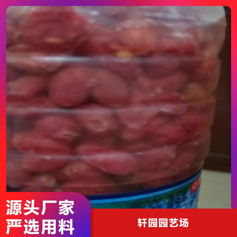 爱情果苗采摘园