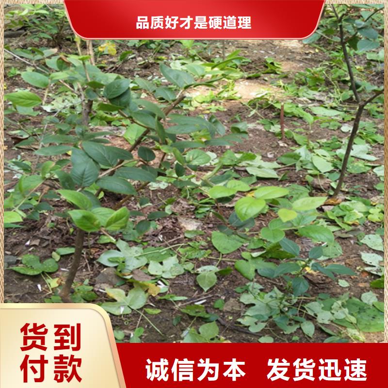爱情果苗规格