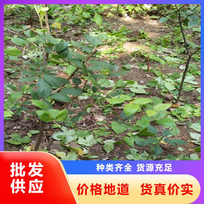 杈杷果苗经济效益