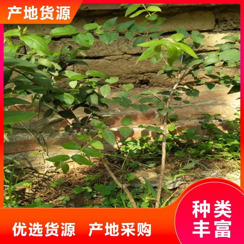 杈杷果苗经济效益