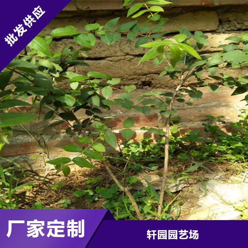 相思果苗当年结果树