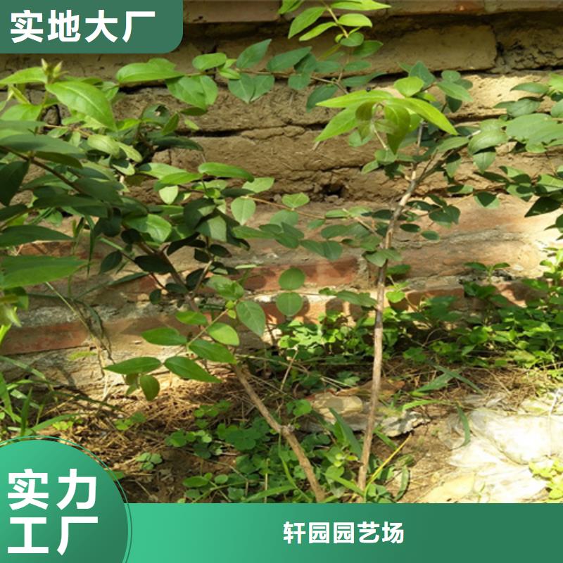 杈杷果苗种植管理技术