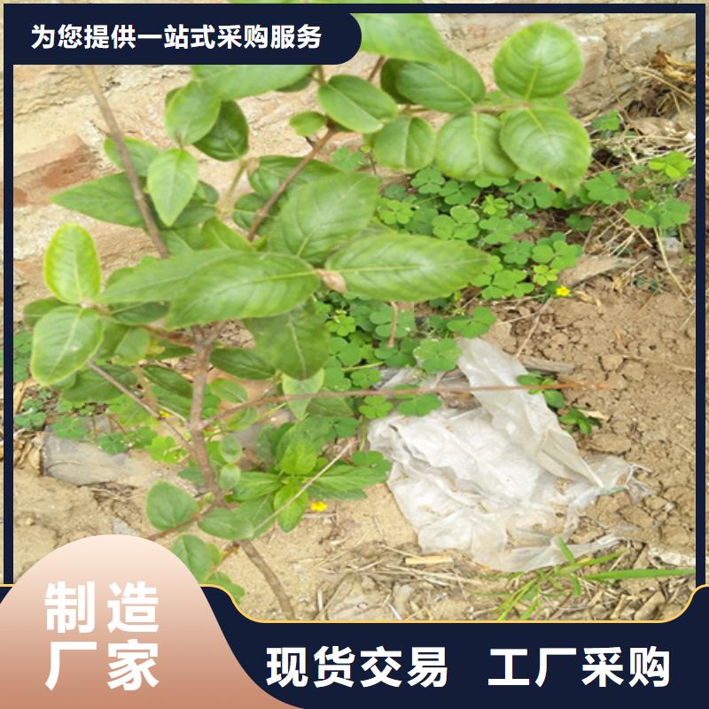 【轩园】苹果苗|凤庆|镇康|普洱|曲靖|迪庆|昆明|西双版纳【杈杷果】_玛瑙红石榴苗厂家货源实体厂家