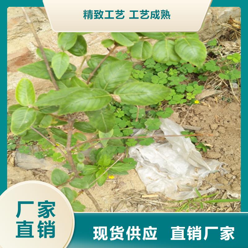 杈杷果【蓝莓苗】源头采购