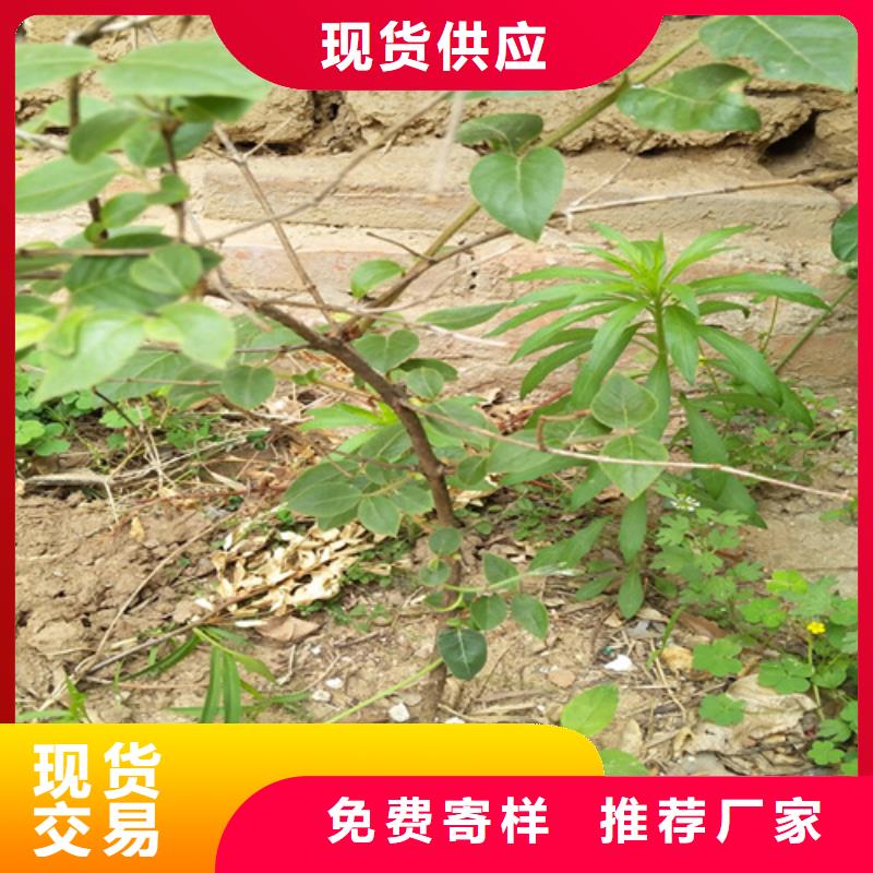 鸳鸯果苗量大从优