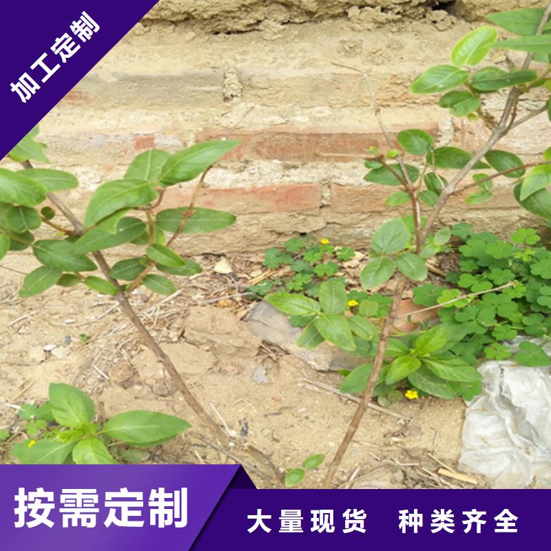 杈杷果【蓝莓苗】源头采购