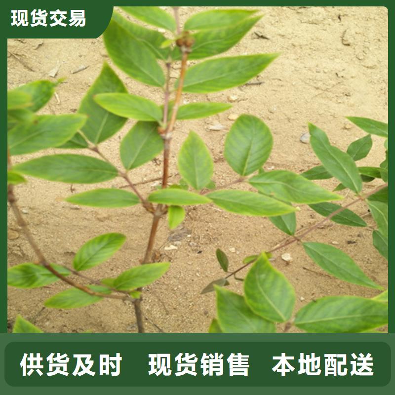 相思果苗适合种植地区