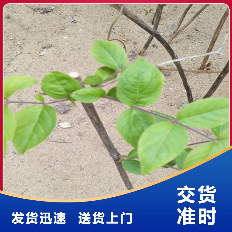 杈杷果苗质优价廉
