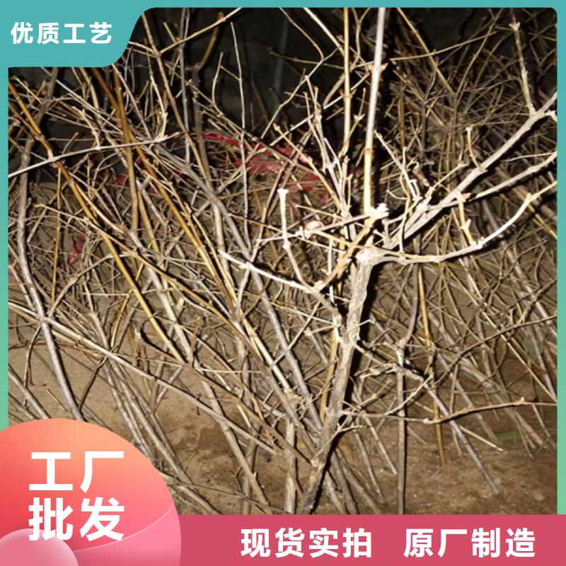 杈杷果苗种植基地