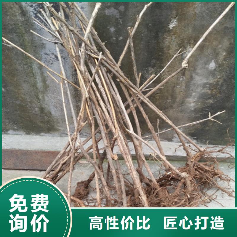 健身果苗根系发达