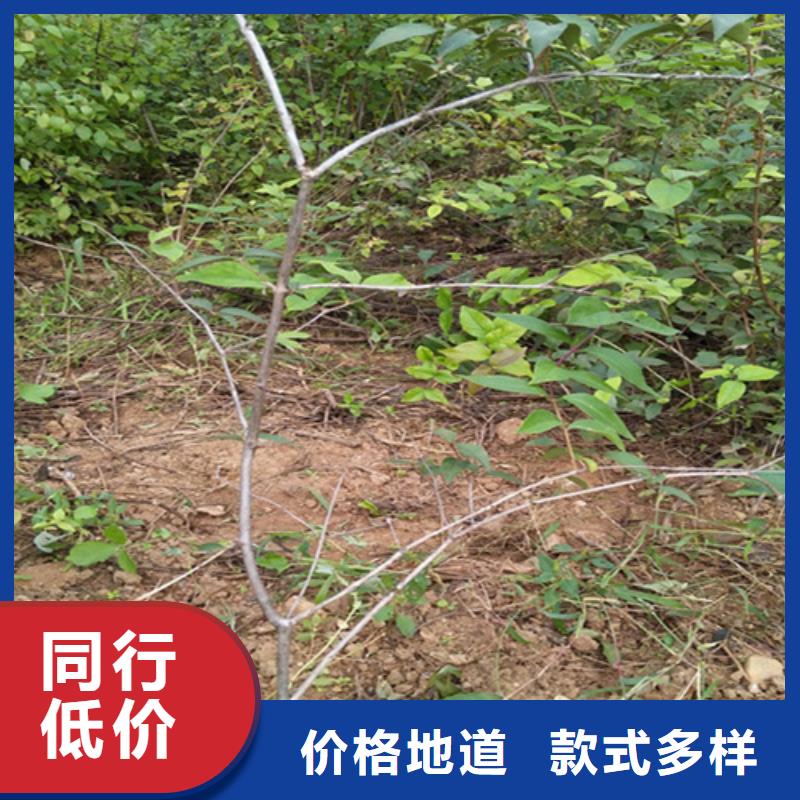 杈杷果多少钱一棵