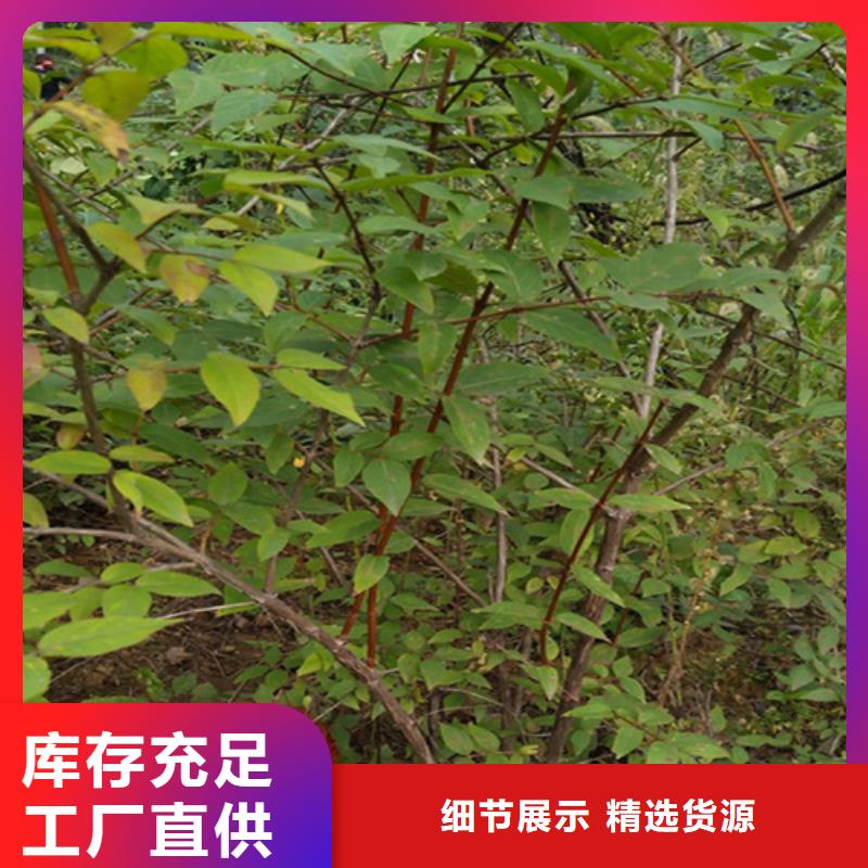 杈杷果樱桃苗厂家直发