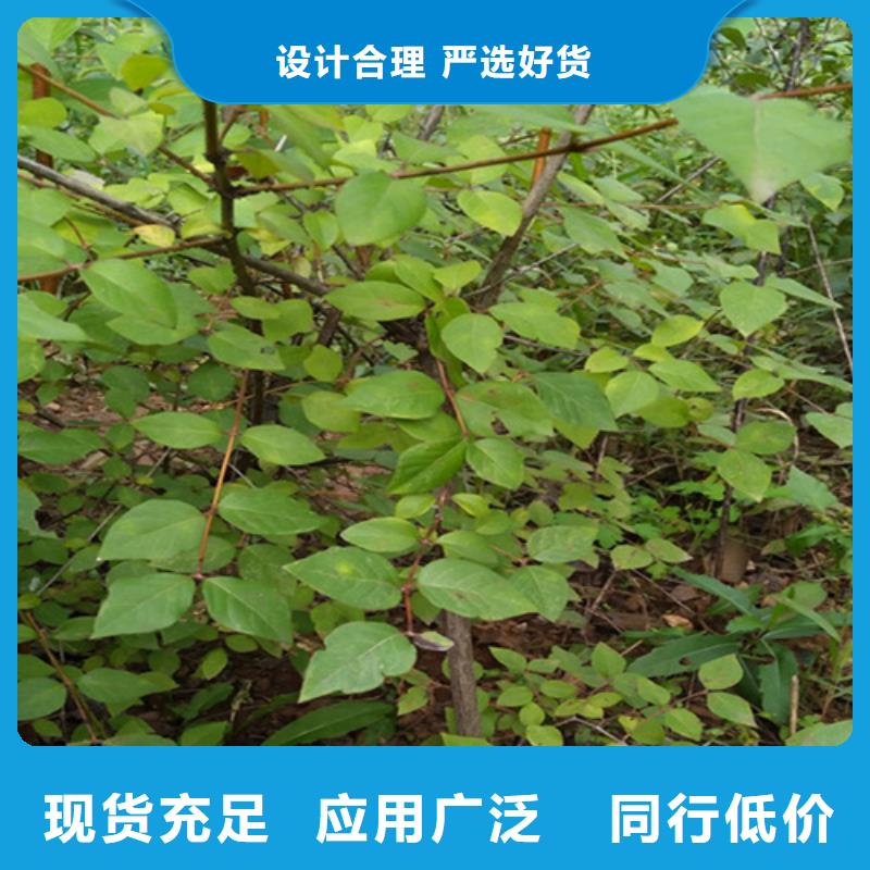 相思果苗种植技术