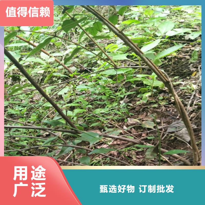 杈杷果苗批发价格