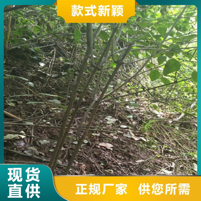 杈杷果樱桃苗一站式厂家