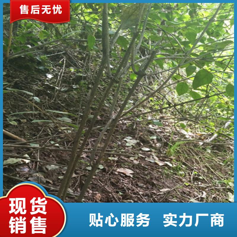 杈杷果苗适合种植地区