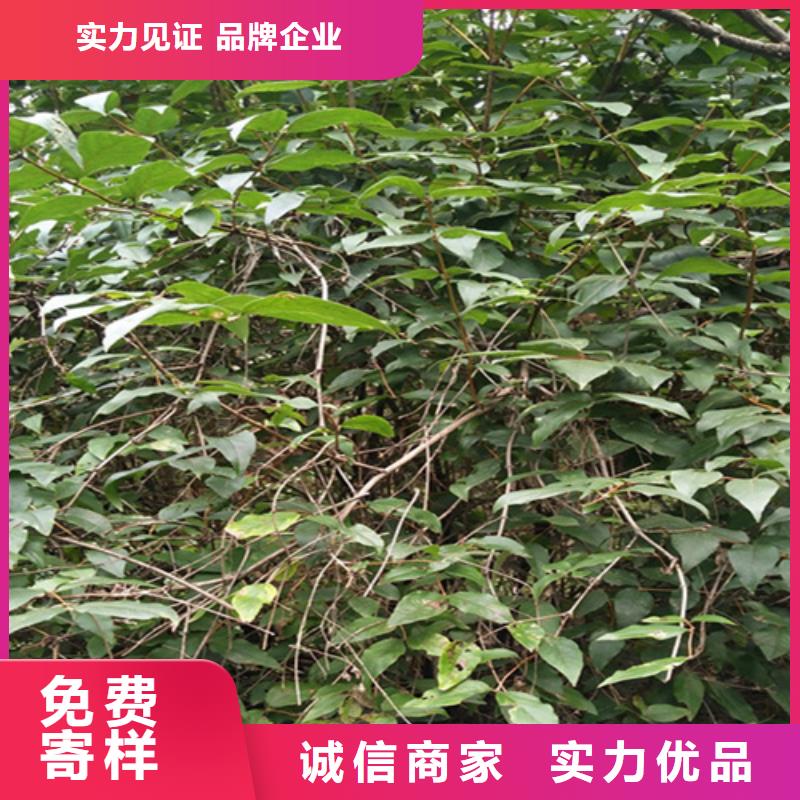 鸳鸯果苗现挖苗现发货