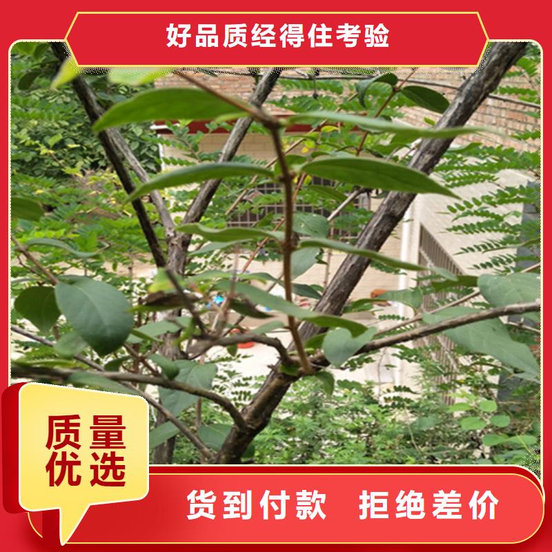 健身果苗怎么卖