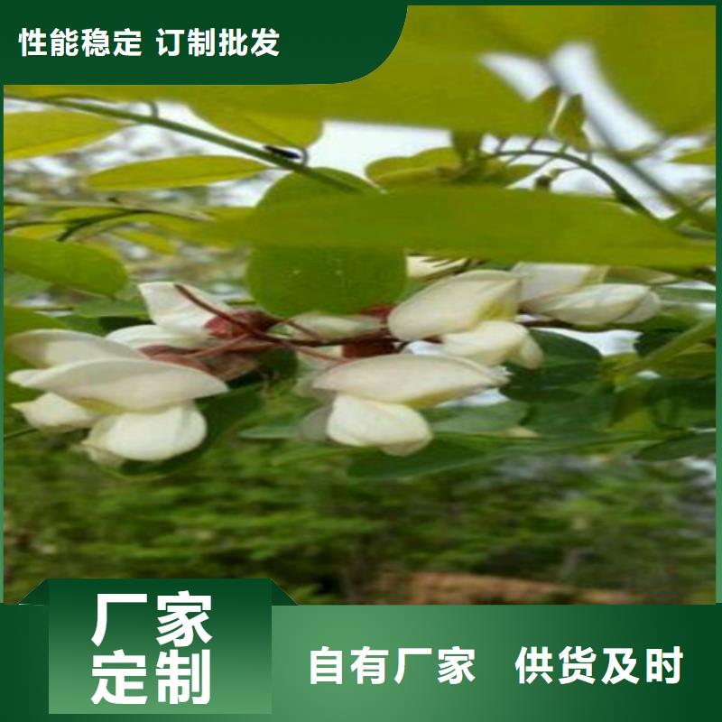 杈杷果苗种植管理技术