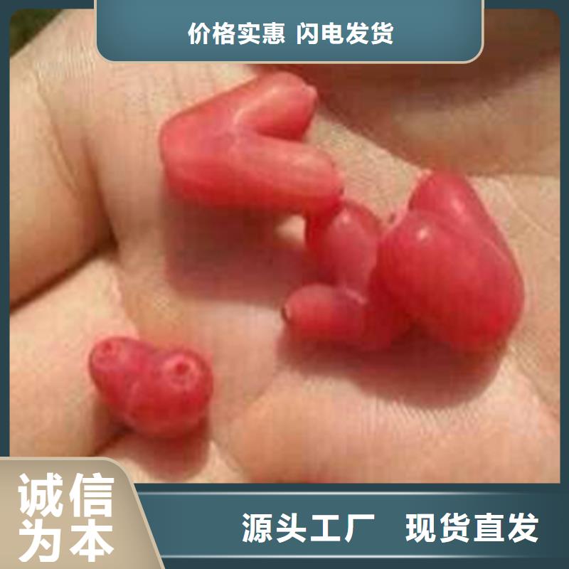 杈杷果多少钱一棵