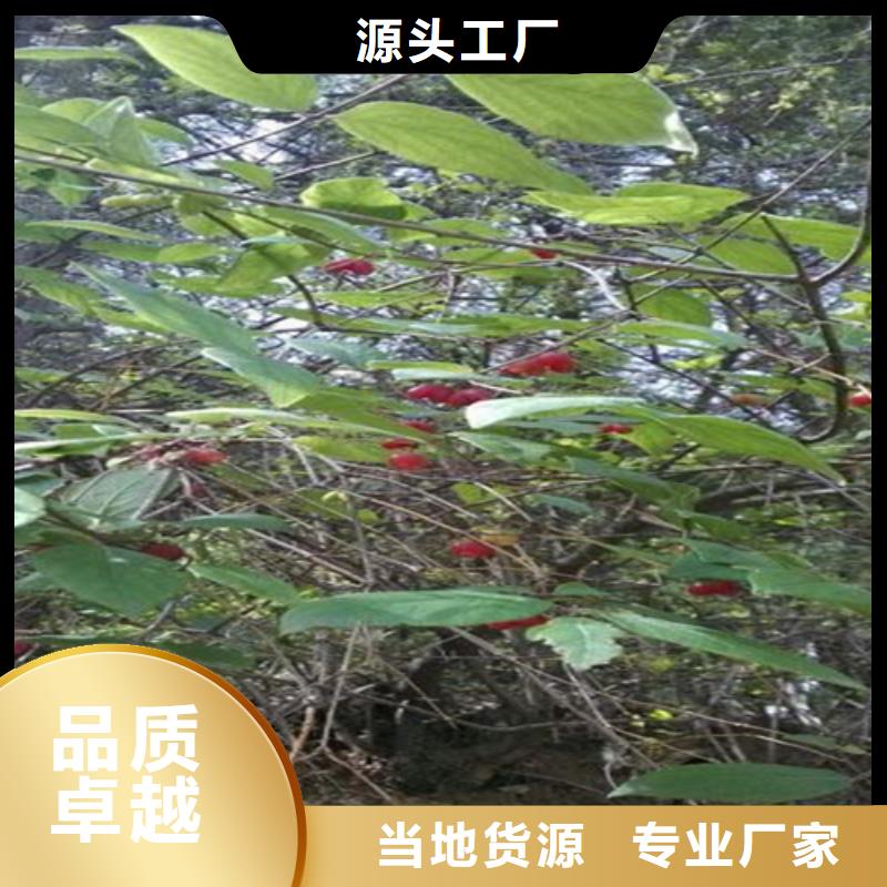 爱情果苗一亩地栽多少棵