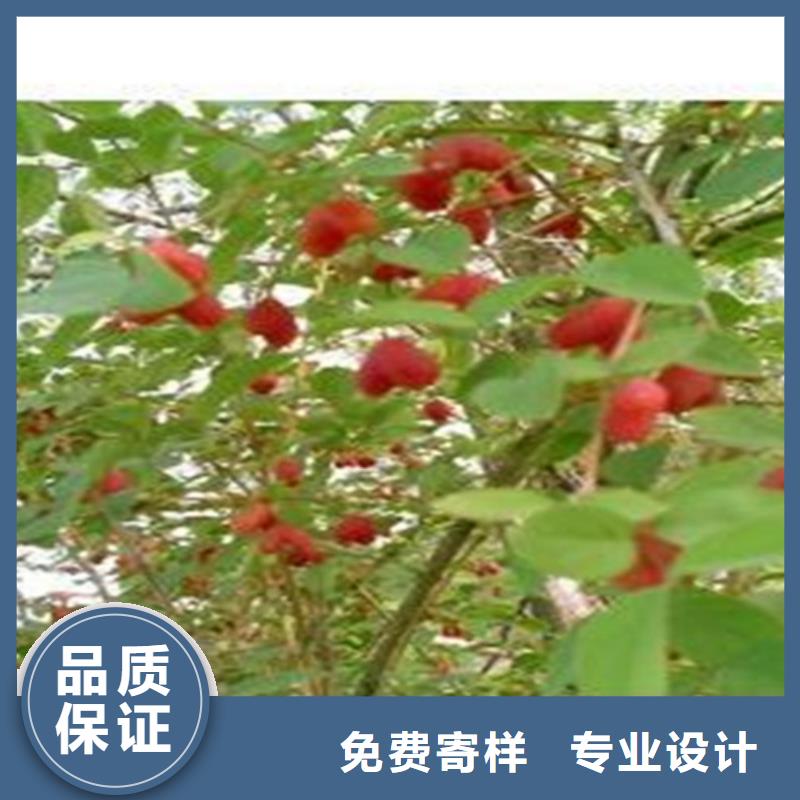 相思果苗当年结果树