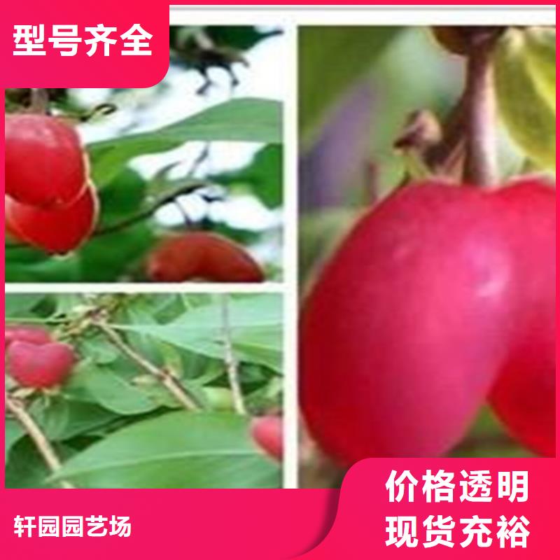 爱情果苗一亩地多少棵