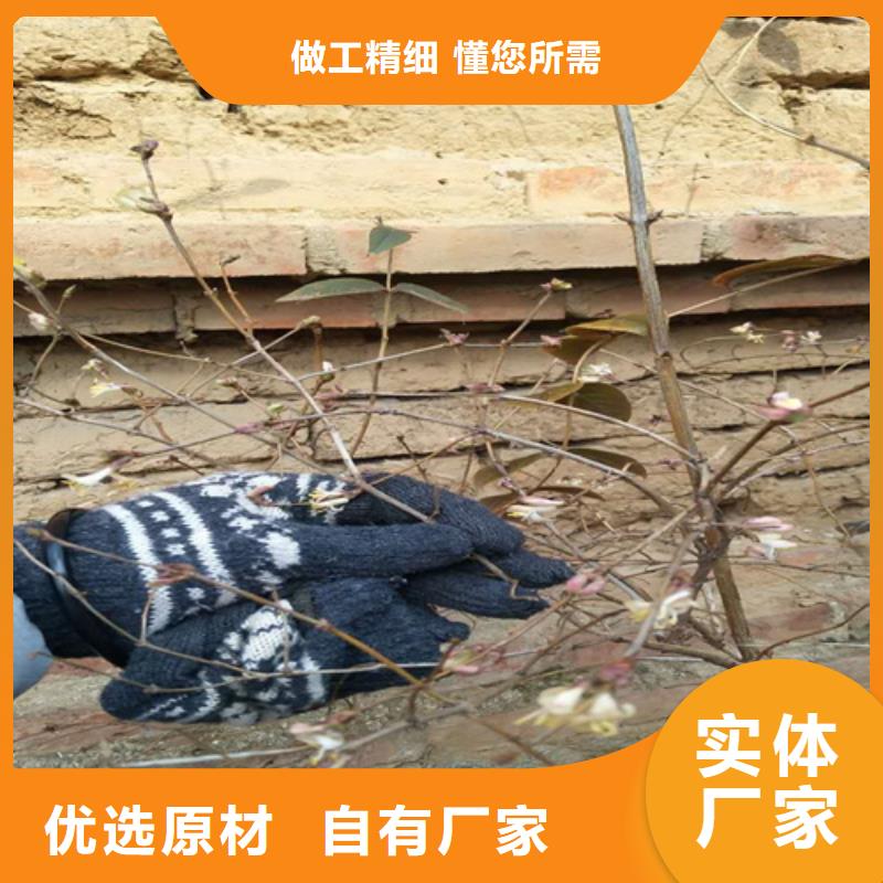 鸳鸯果苗种植技术