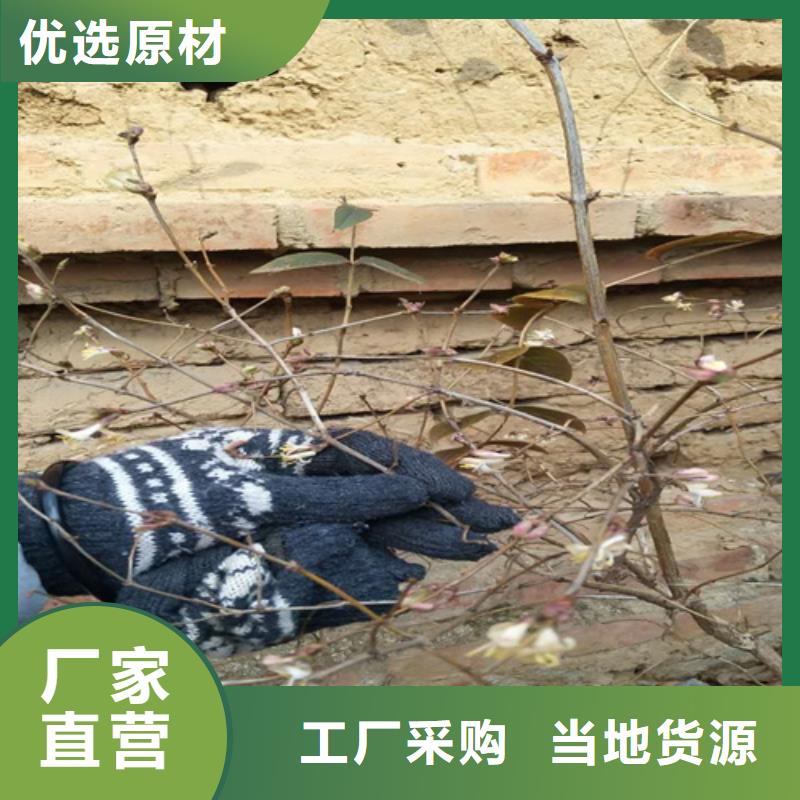 杈杷果,蓝莓苗支持定制