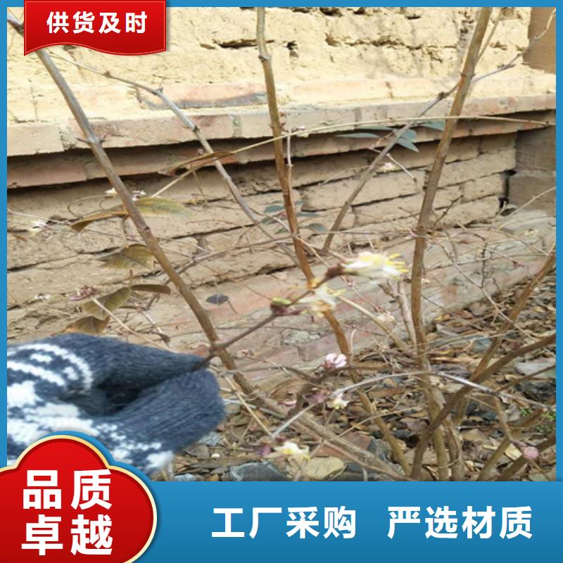 【杈杷果无花果苗实力才是硬道理】