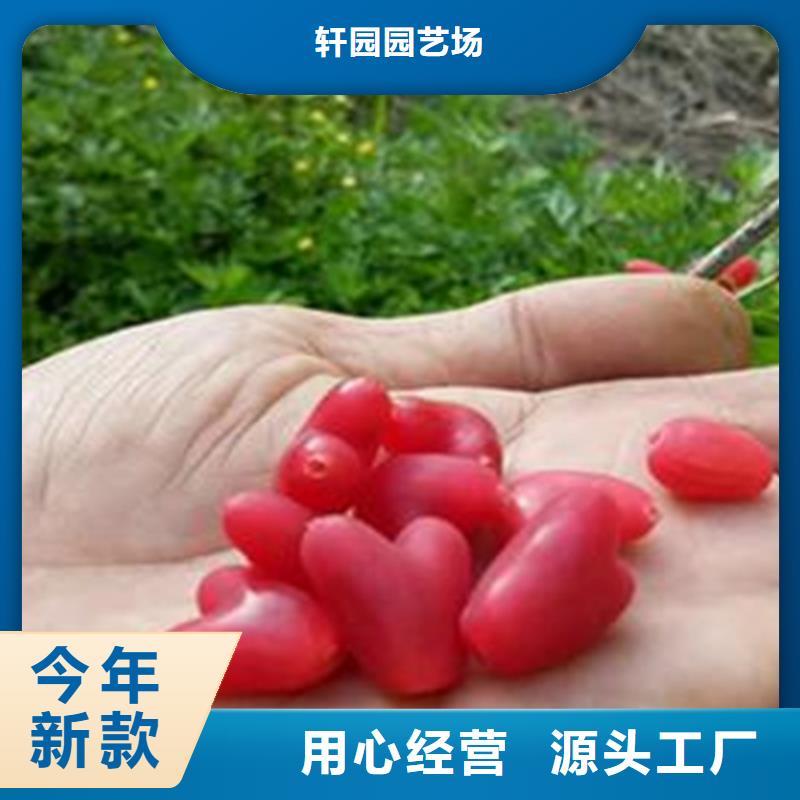 杈杷果苗经济效益