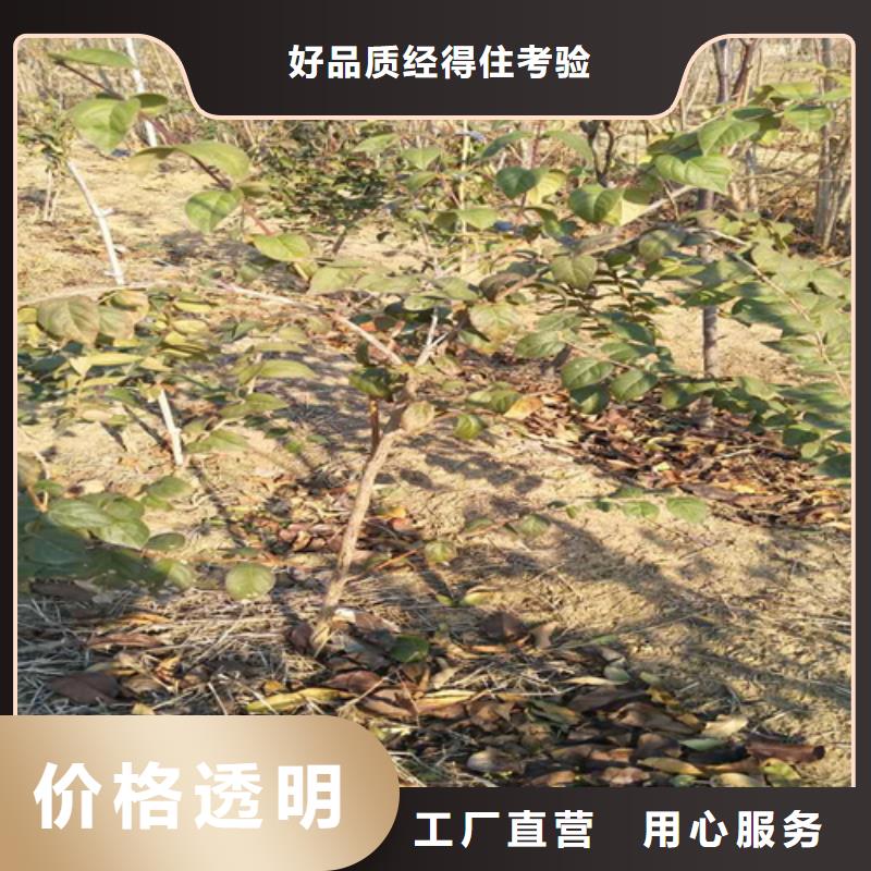 【杈杷果无花果苗实力才是硬道理】