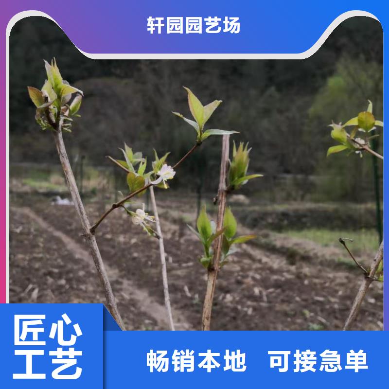 【杈杷果】苹果苗经验丰富品质可靠