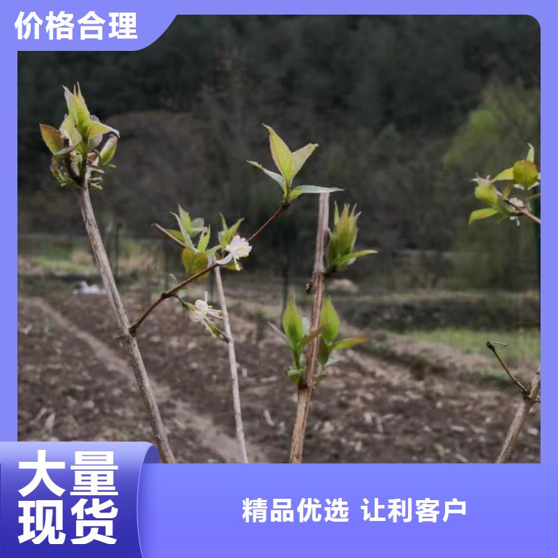 杈杷果苗质优价廉