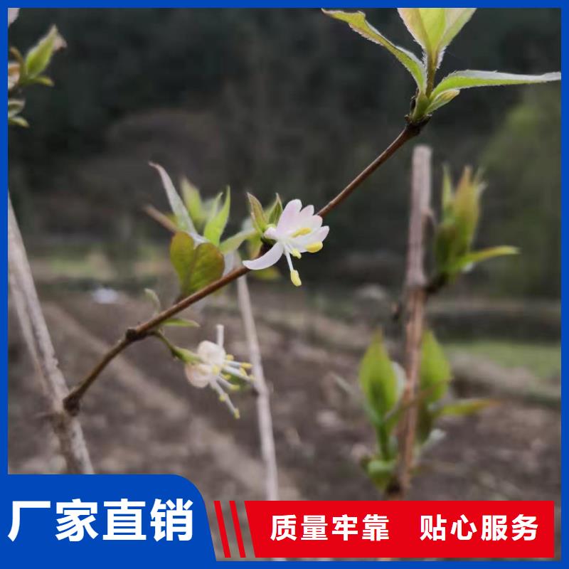 杈杷果_葡萄苗性能稳定