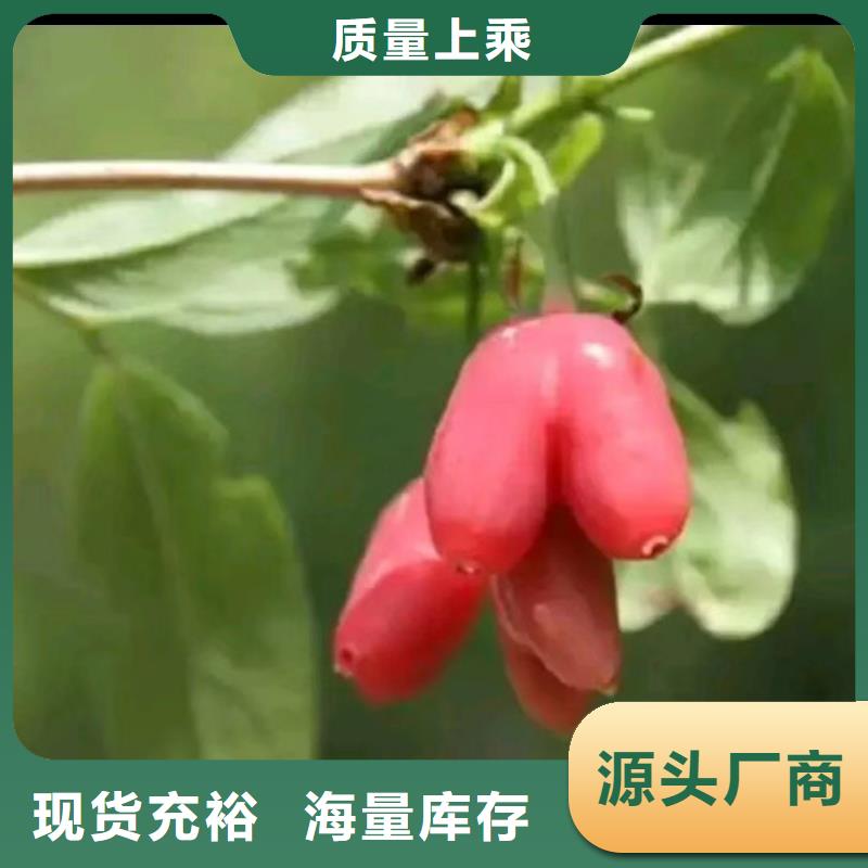 健身果苗怎么卖