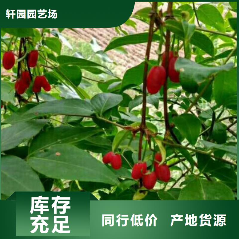 【杈杷果】苹果苗经验丰富品质可靠