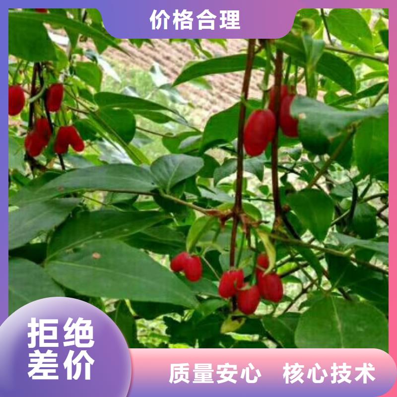 鸳鸯果苗现挖苗现发货