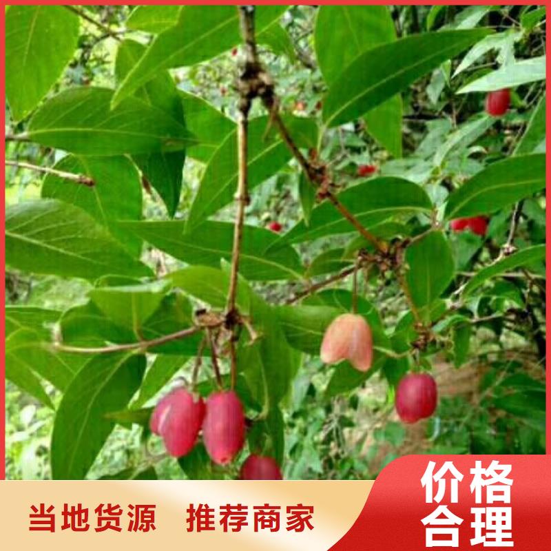 杈杷果苹果苗好货直销