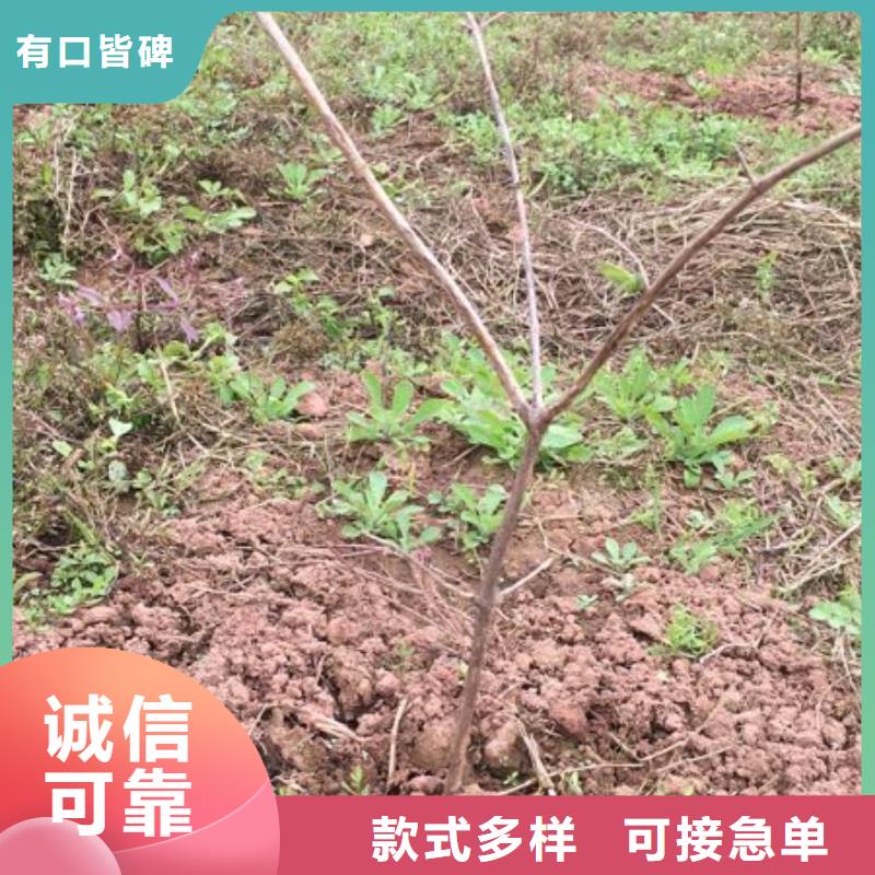 杈杷果苗种植管理技术