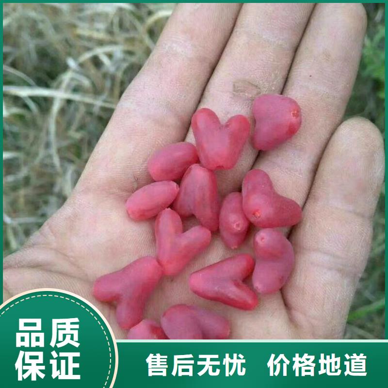 杈杷果,蓝莓苗支持定制